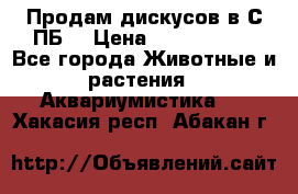 Продам дискусов в С-ПБ. › Цена ­ 3500-4500 - Все города Животные и растения » Аквариумистика   . Хакасия респ.,Абакан г.